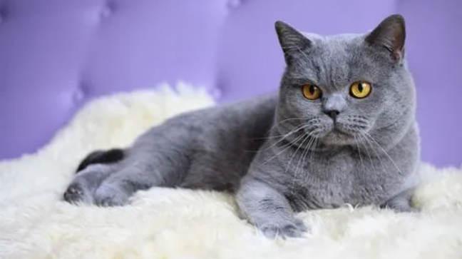 如何驯养英国短毛猫？养英国短毛猫需要准备什么