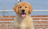 长沙可以养金毛犬吗