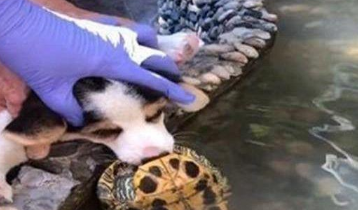 主人洗手时听到狗叫声，转头一看感到很焦急：这该怎么办呀？