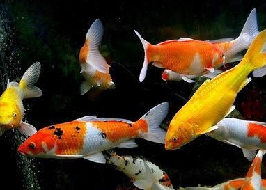 锦鲤怎么保持水质稳定