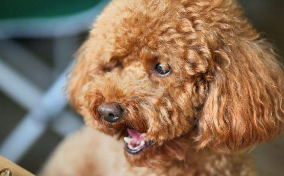 泰迪犬牙齿变黄该怎么办？如何给泰迪犬刷牙？