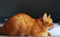 猫咪总是趴着、一碰就叫是怎么回事啊？
