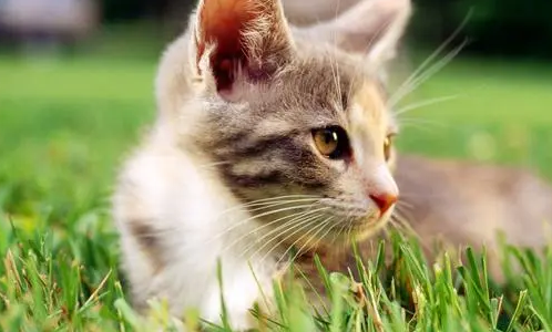 宠物猫能吃小龙虾吗