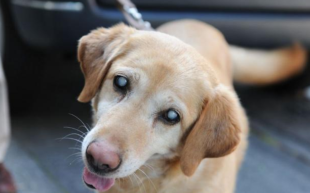 老年犬得了白内障手术多少钱 老年犬得了白内障手术多少钱