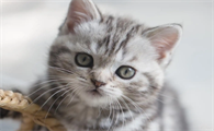 训练猫咪听懂“来”的口令,猫咪训练技巧!