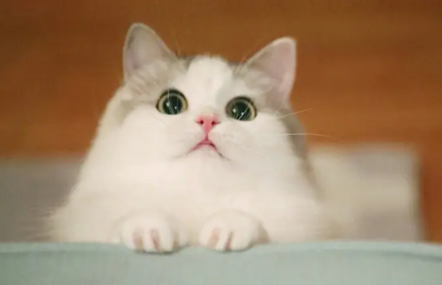 为你解答,猫鼻支严重吗? 为你解答,猫鼻支严重吗?
