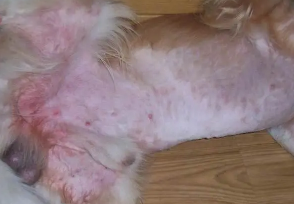 狗狗湿疹的症状与治疗方法 狗狗湿疹的症状与治疗方法