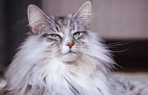 教会挪威森林猫和人握手的方法,猫咪训练技巧! 教会挪威森林猫和人握手的方法,猫咪训练技巧!