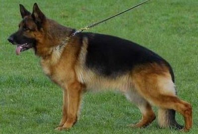 每日了解:犬疱疹病毒的诊断要点 每日了解:犬疱疹病毒的诊断要点