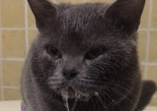 猫咪洗澡后为什么流口水了