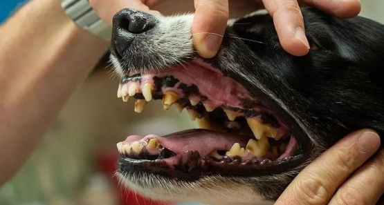为什么猫猫狗狗没蛀牙呢 为什么猫猫狗狗没蛀牙呢
