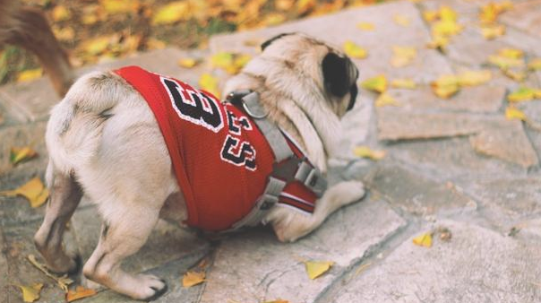 我劝你，养犬都别养“巴哥犬”