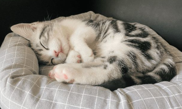 猫咪为什么会吐毛球和呕吐? 猫咪为什么会吐毛球和呕吐?