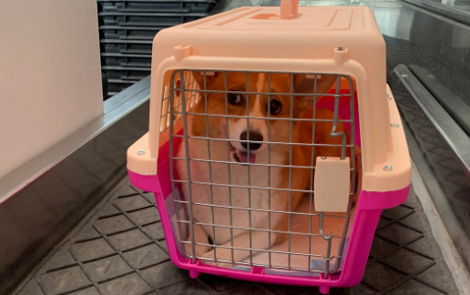 哪些航空能托运宠物