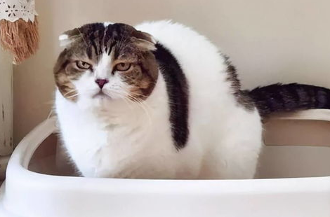 猫咪便便不正常的几大原因?教你几招轻松对付! 猫咪便便不正常的几大原因?教你几招轻松对付!