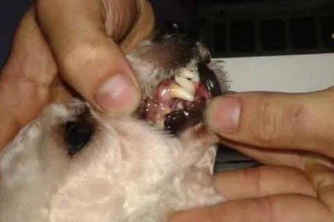 狗狗得了牙结石如何治疗？来看看吧