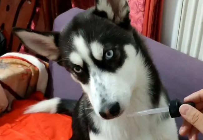 狗狗服用奥美拉唑用量多少