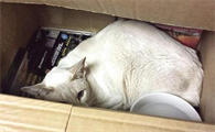 邮宠物猫用什么快递呢