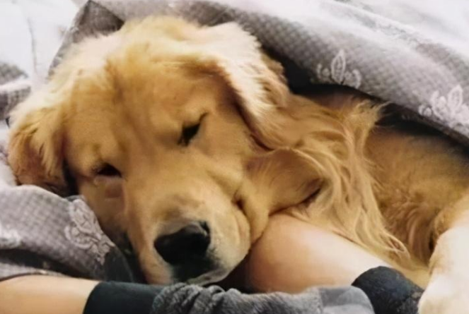 狗狗为什么喜欢贴着主人睡啊
