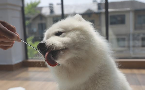 狗狗吃荤和甲状旁腺亢进并无很大关联，一定要知道！