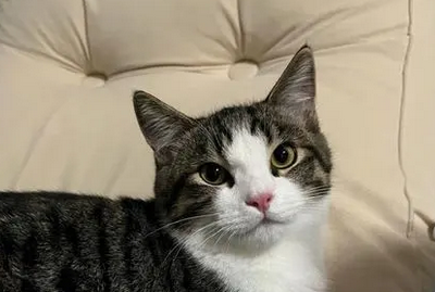 猫咪体外驱虫用什么药好？你们知道吗？