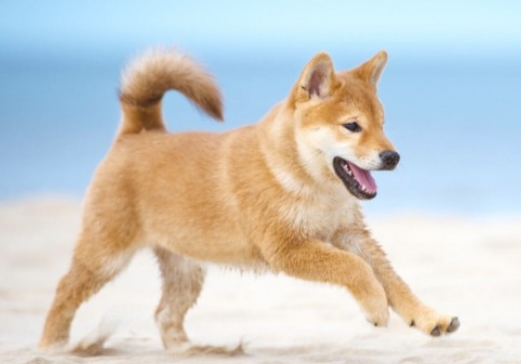 柴犬有跳蚤该怎么办？有什么解决方案？