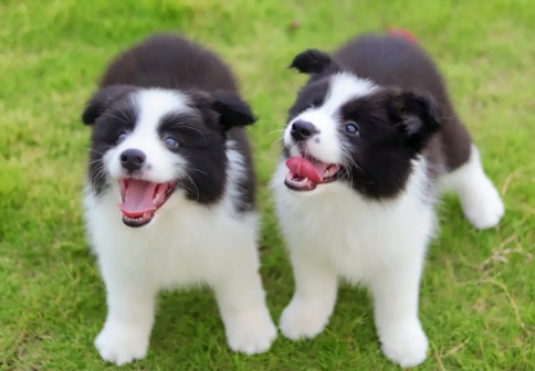 边牧犬多少钱一只幼崽 边牧犬多少钱一只幼崽