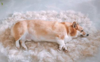 狗狗怎么会一块一块的掉毛，狗一块一块掉毛怎样治