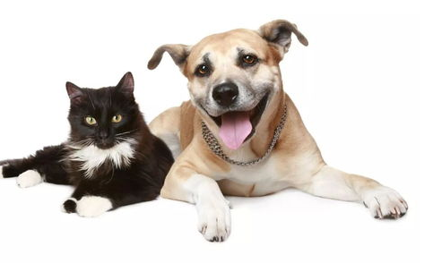猫狗也能互帮互助，猫和狗可以一起养吗？
