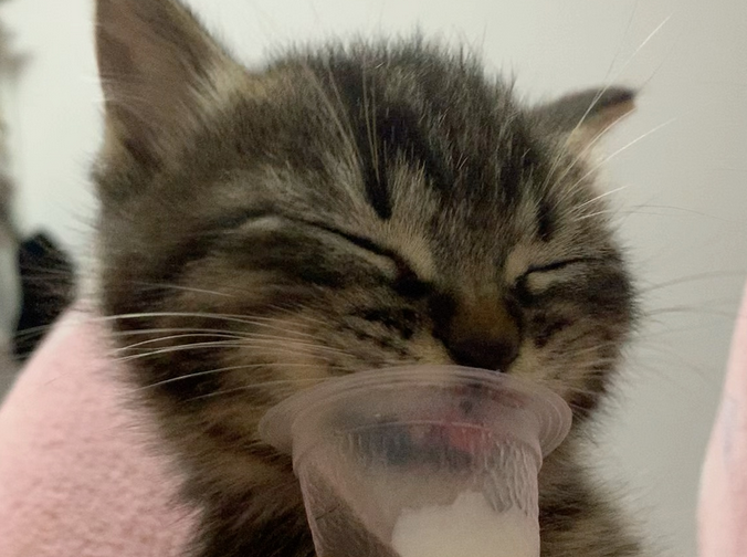 奶猫喝了羊奶后越来越没精神,原因到底是啥? 奶猫喝了羊奶后越来越没精神,原因到底是啥?