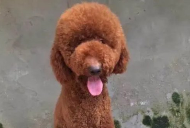 巨型泰迪是什么品种配的？来看看吧