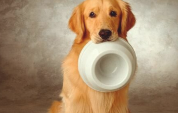 母金毛假如绝育后性格会有转变吗,母犬做了绝育性格发生变化 母金毛假如绝育后性格会有转变吗,母犬做了绝育性格发生变化
