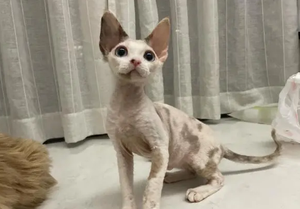 德文猫让我彻底讨厌猫了
