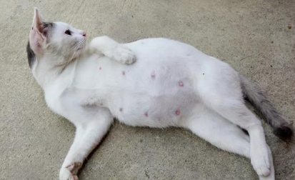 如何辨别猫咪是否怀孕啊? 如何辨别猫咪是否怀孕啊?