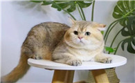 怎么诊断猫瘟和肠胃炎的区别