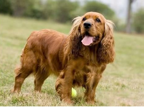 小体型猎犬种类 小体型猎犬种类