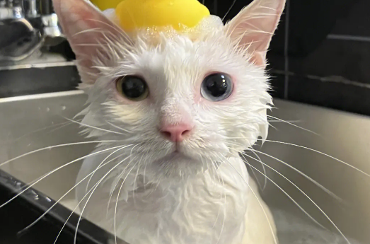 小猫来了猫舍洗澡 小猫来了猫舍洗澡