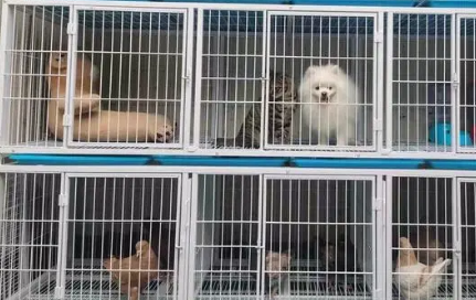 宠物狗寄养一天多少钱