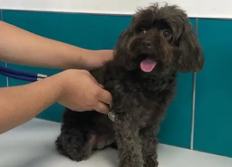 泰迪狗狗子宫蓄脓怎么治疗啊 泰迪狗狗子宫蓄脓怎么治疗啊