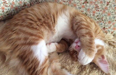 如何训练猫咪不跳上床?训练猫不上床的方法! 如何训练猫咪不跳上床?训练猫不上床的方法!