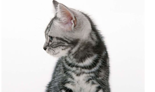 猫猫受压抑会有哪些症状？猫咪什么样的情况下会得抑郁