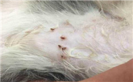 怎么判断猫咪身上有没有跳蚤?
