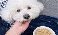 如何为比熊犬挑狗粮喝水呢