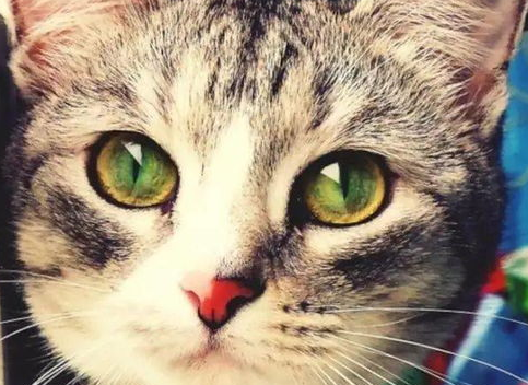 训练猫咪先要懂猫咪，轻松搞定猫咪！