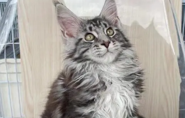 给缅因猫为什么吃有益健康? 给缅因猫为什么吃有益健康?