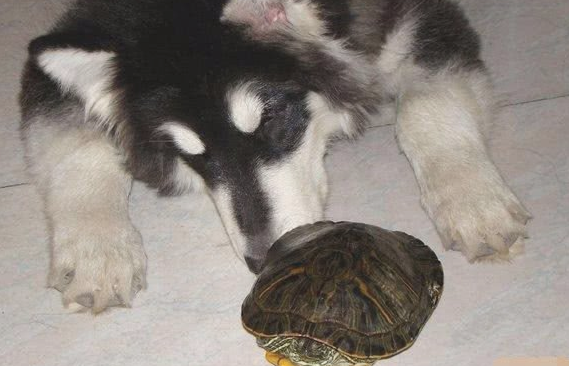 汇总最笨的狗狗，是不是一定有哈士奇？