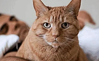 猫咪为什么不拴着养它