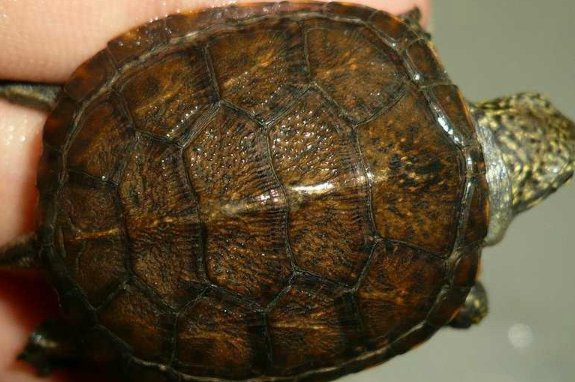 欧洲泽龟是闭壳龟吗? 欧洲泽龟是闭壳龟吗?