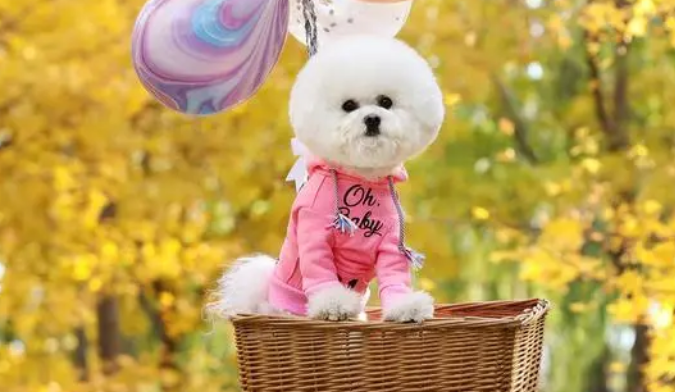 比熊犬视频大全搞笑