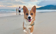 柯基犬优缺点及适合人群